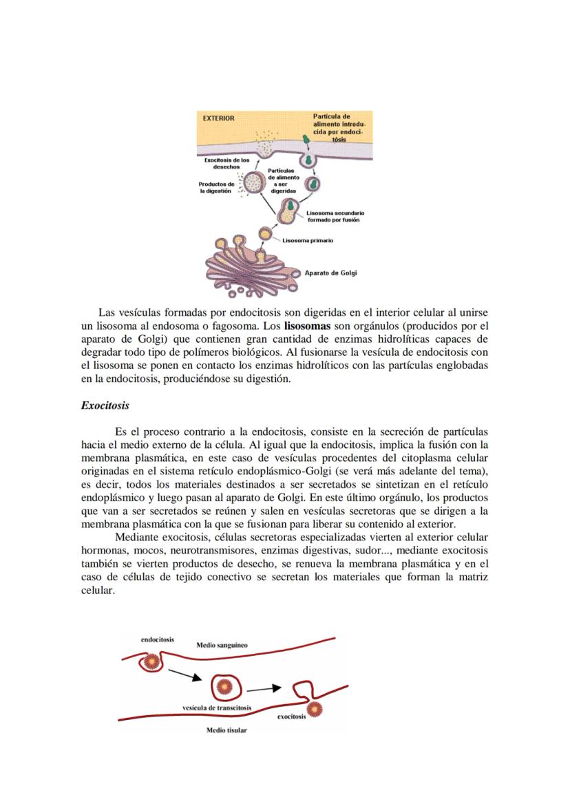 ●
●
TEMA11: LA CÉLULA
Modelos de organización celular: células procariotas y eucariotas.
Componentes de la célula procariótica: envolturas c