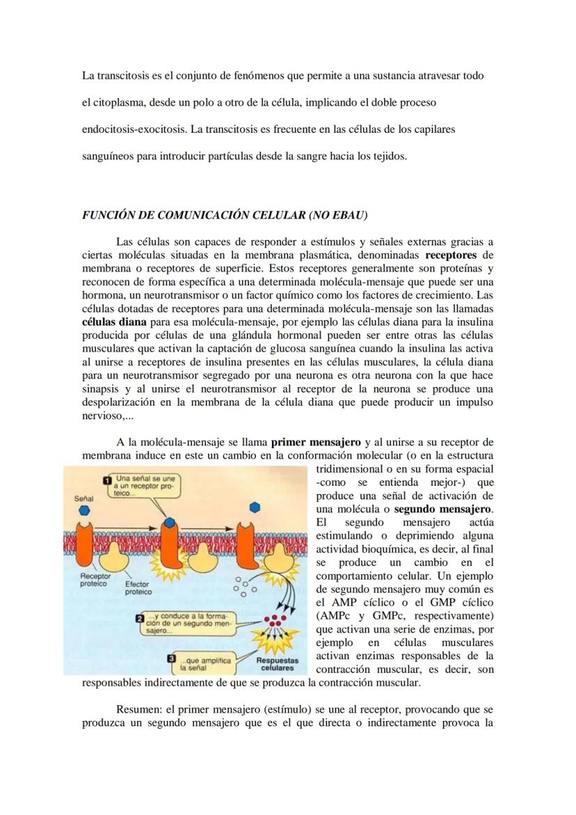 ●
●
TEMA11: LA CÉLULA
Modelos de organización celular: células procariotas y eucariotas.
Componentes de la célula procariótica: envolturas c