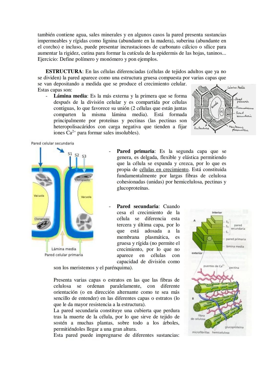 ●
●
TEMA11: LA CÉLULA
Modelos de organización celular: células procariotas y eucariotas.
Componentes de la célula procariótica: envolturas c