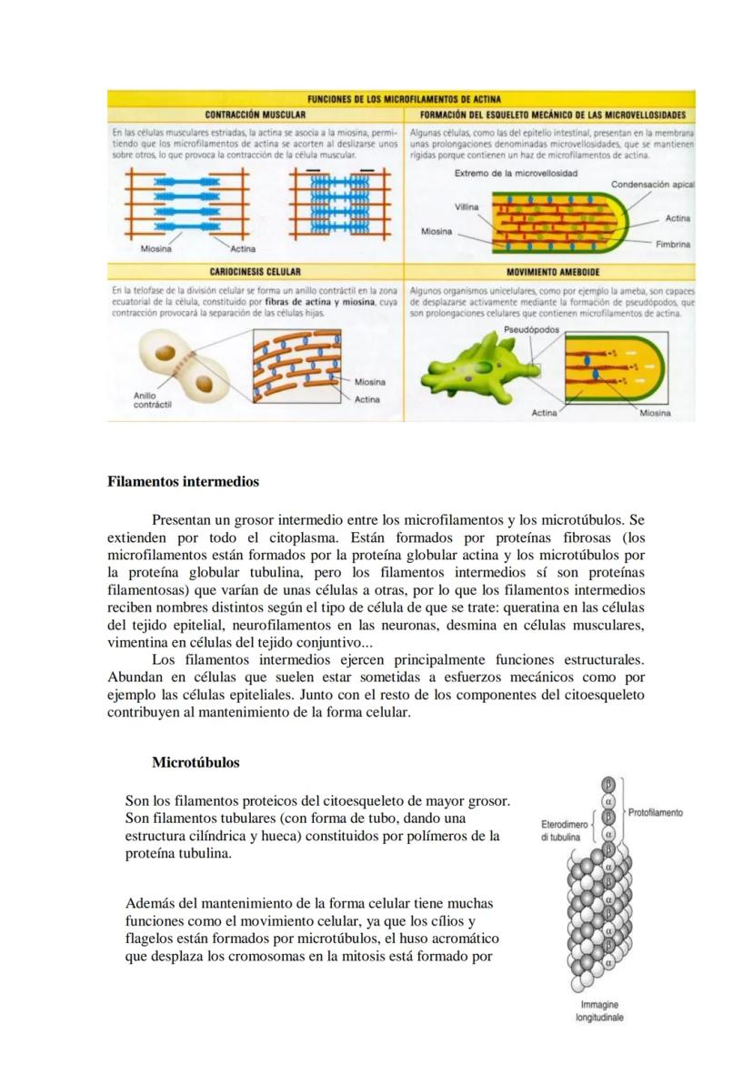 ●
●
TEMA11: LA CÉLULA
Modelos de organización celular: células procariotas y eucariotas.
Componentes de la célula procariótica: envolturas c