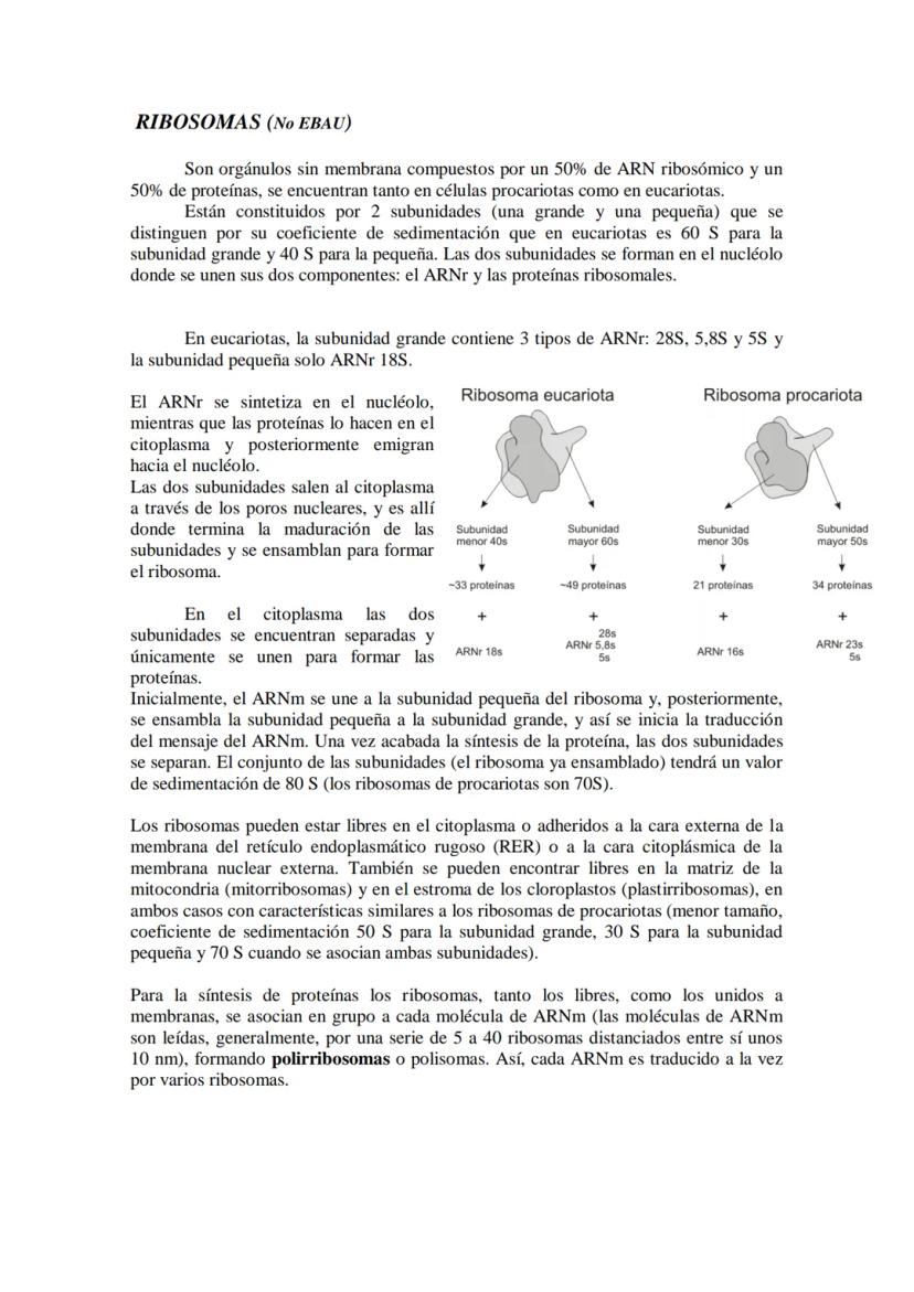 ●
●
TEMA11: LA CÉLULA
Modelos de organización celular: células procariotas y eucariotas.
Componentes de la célula procariótica: envolturas c