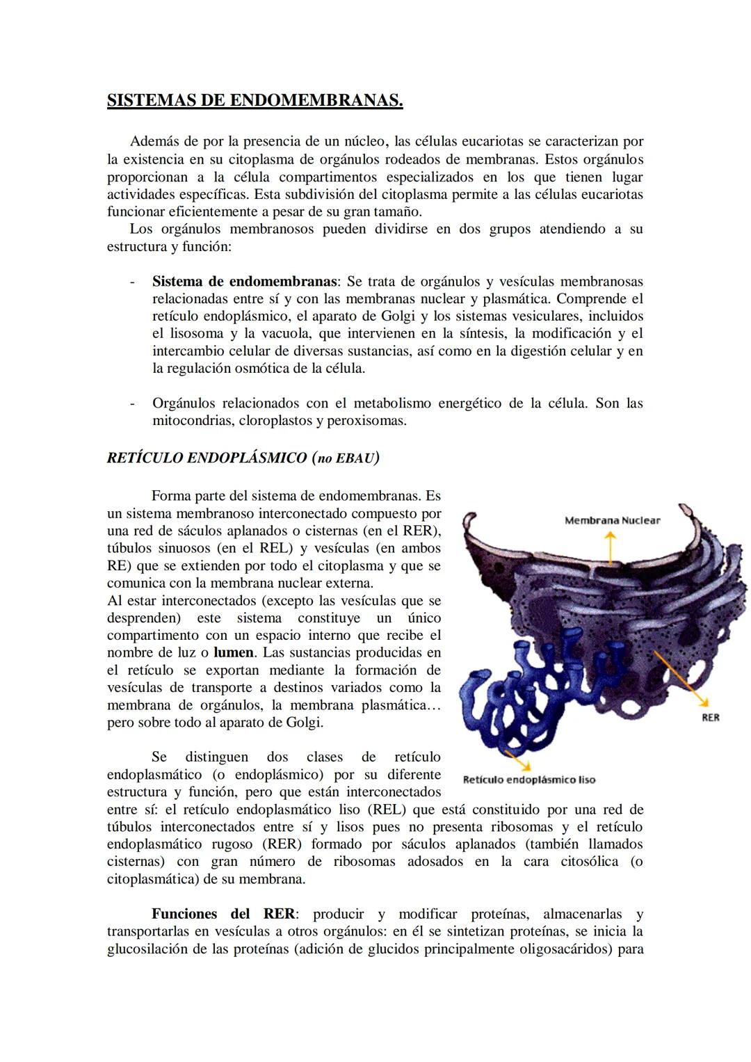 ●
●
TEMA11: LA CÉLULA
Modelos de organización celular: células procariotas y eucariotas.
Componentes de la célula procariótica: envolturas c