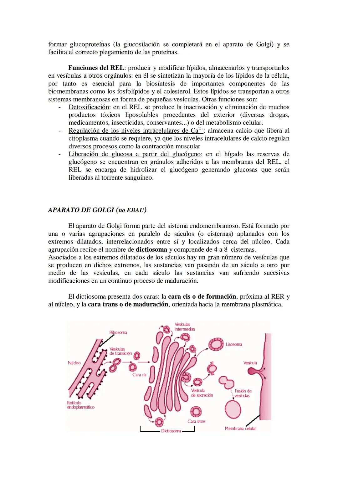 ●
●
TEMA11: LA CÉLULA
Modelos de organización celular: células procariotas y eucariotas.
Componentes de la célula procariótica: envolturas c