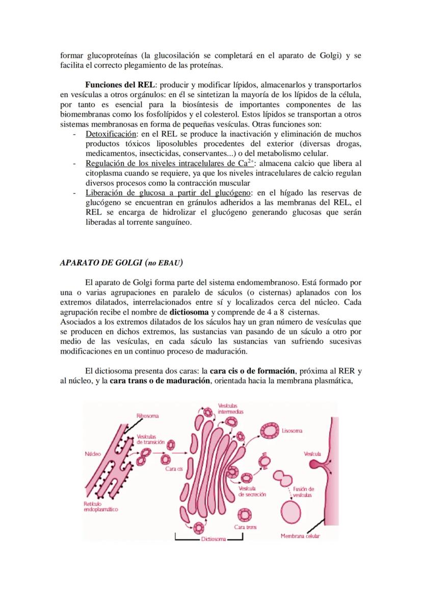 ●
●
TEMA11: LA CÉLULA
Modelos de organización celular: células procariotas y eucariotas.
Componentes de la célula procariótica: envolturas c