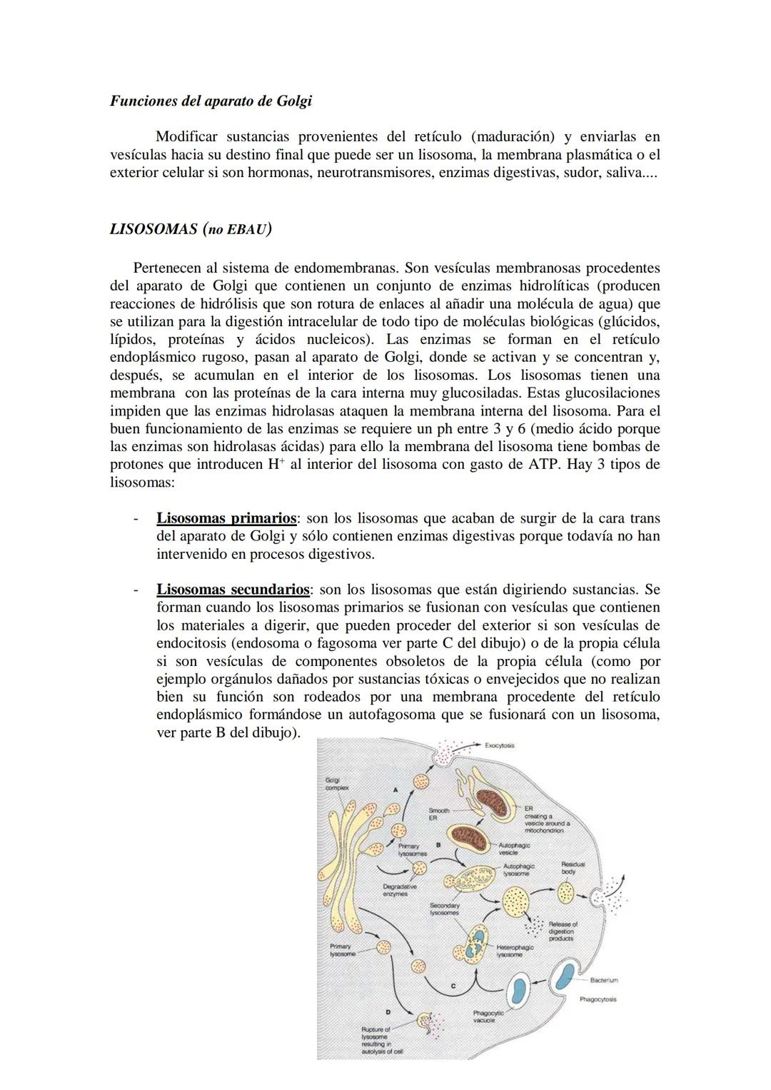 ●
●
TEMA11: LA CÉLULA
Modelos de organización celular: células procariotas y eucariotas.
Componentes de la célula procariótica: envolturas c