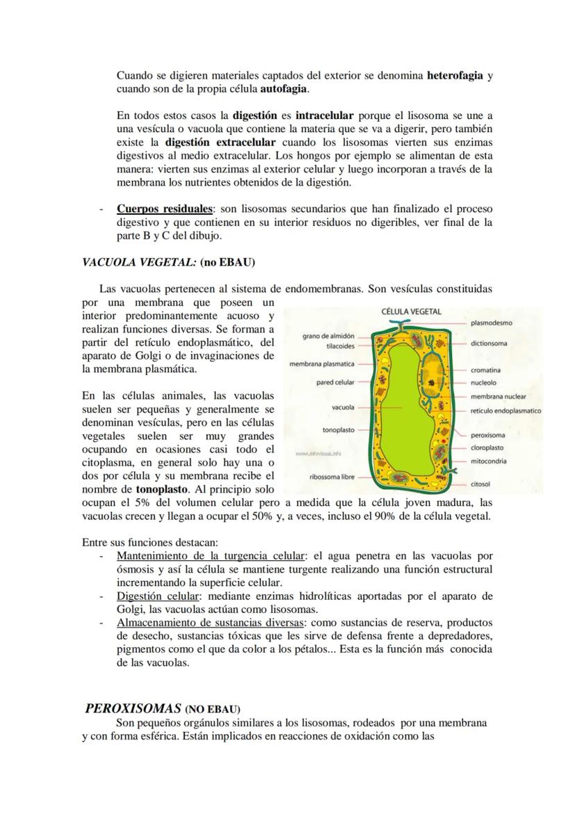 ●
●
TEMA11: LA CÉLULA
Modelos de organización celular: células procariotas y eucariotas.
Componentes de la célula procariótica: envolturas c