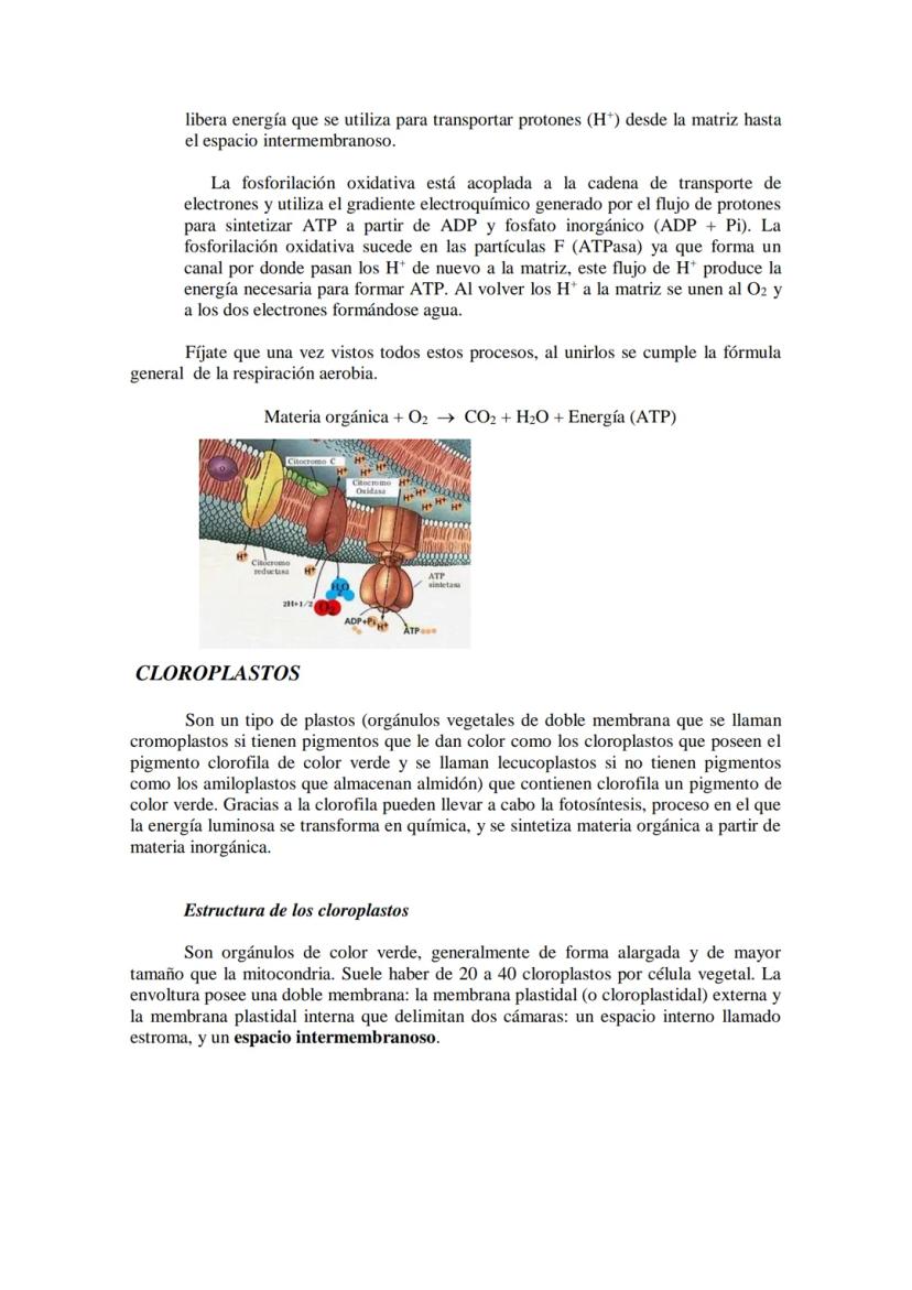 ●
●
TEMA11: LA CÉLULA
Modelos de organización celular: células procariotas y eucariotas.
Componentes de la célula procariótica: envolturas c