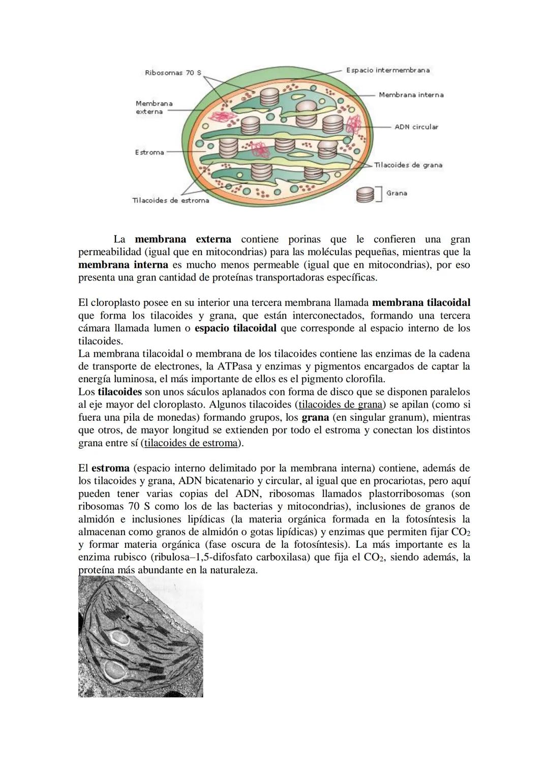 ●
●
TEMA11: LA CÉLULA
Modelos de organización celular: células procariotas y eucariotas.
Componentes de la célula procariótica: envolturas c