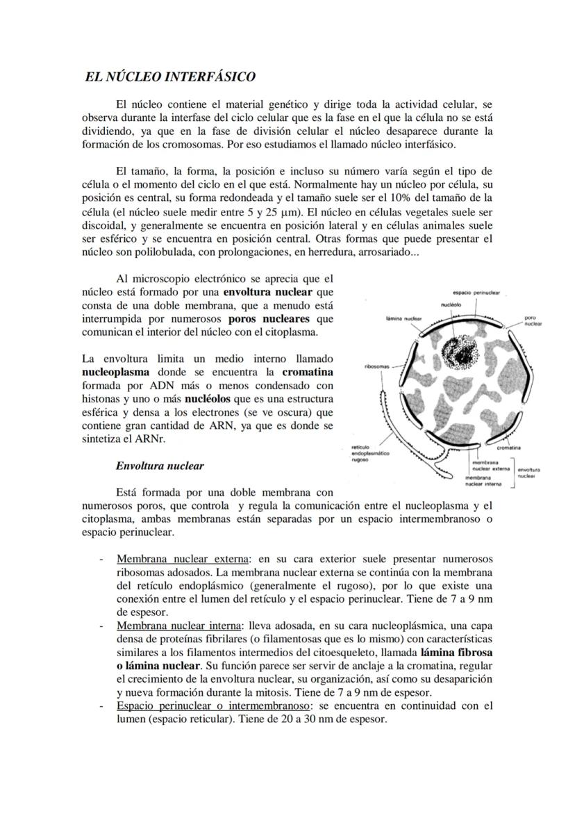 ●
●
TEMA11: LA CÉLULA
Modelos de organización celular: células procariotas y eucariotas.
Componentes de la célula procariótica: envolturas c