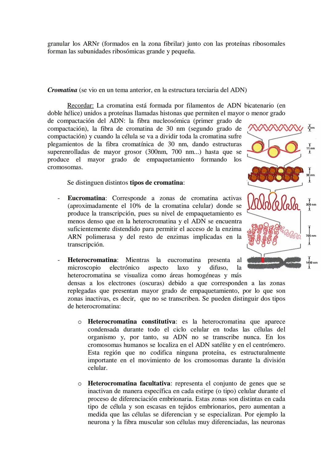 ●
●
TEMA11: LA CÉLULA
Modelos de organización celular: células procariotas y eucariotas.
Componentes de la célula procariótica: envolturas c