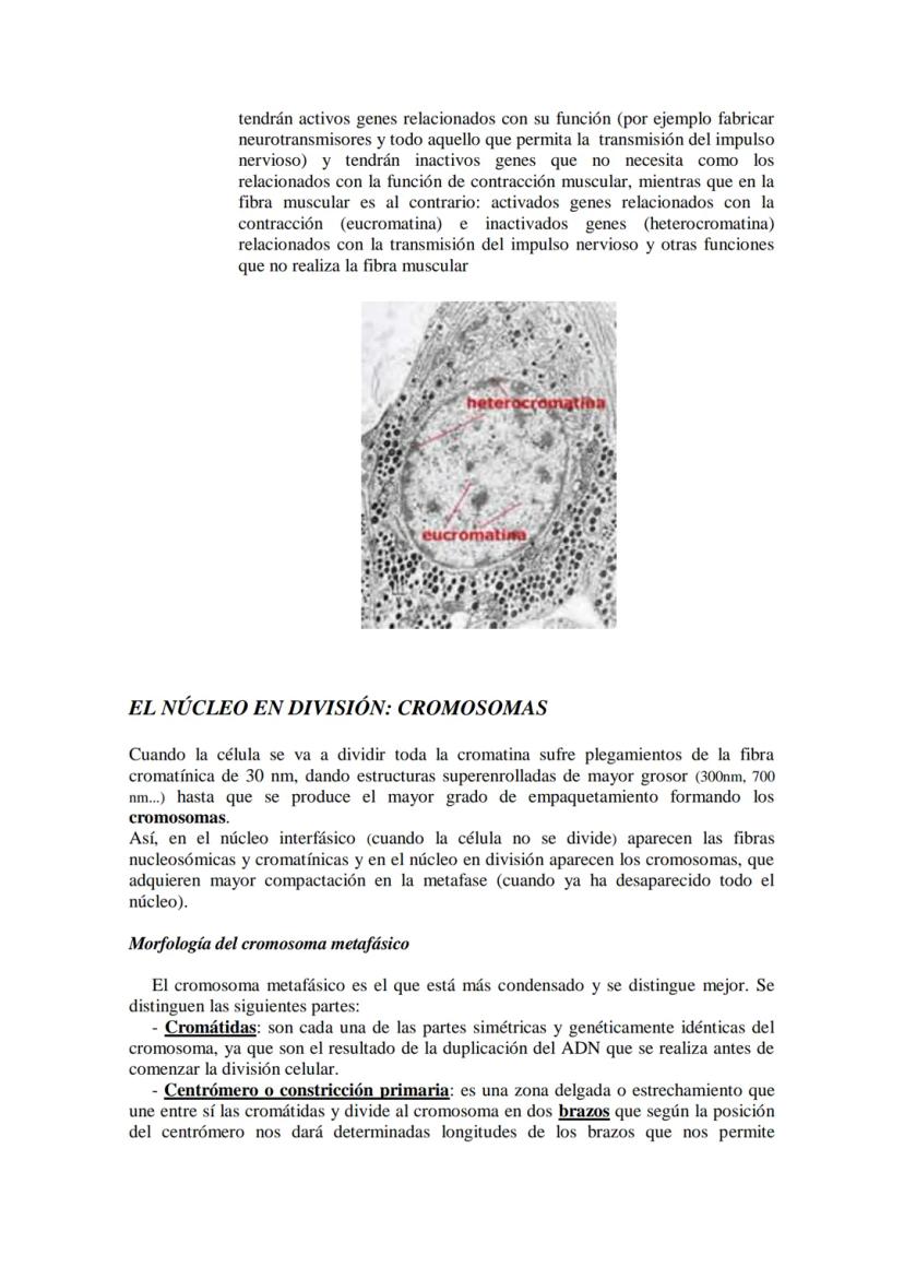 ●
●
TEMA11: LA CÉLULA
Modelos de organización celular: células procariotas y eucariotas.
Componentes de la célula procariótica: envolturas c