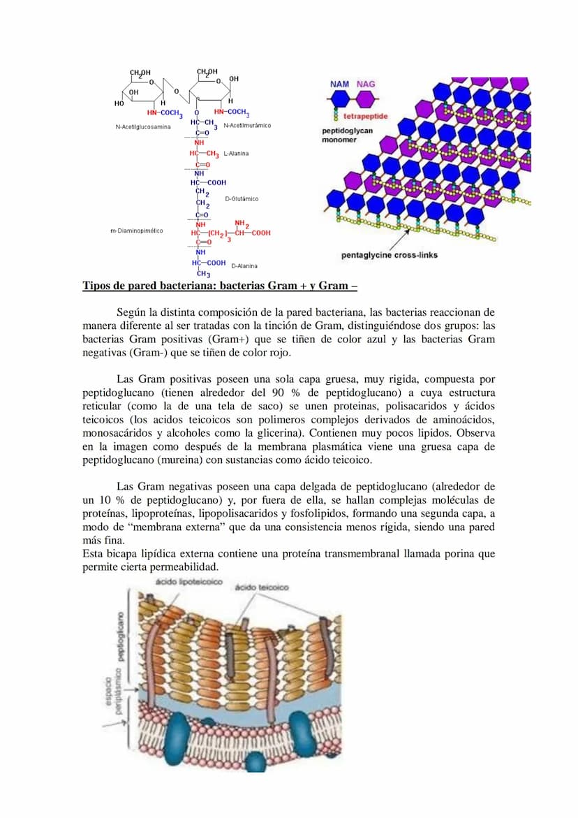 ●
●
TEMA11: LA CÉLULA
Modelos de organización celular: células procariotas y eucariotas.
Componentes de la célula procariótica: envolturas c