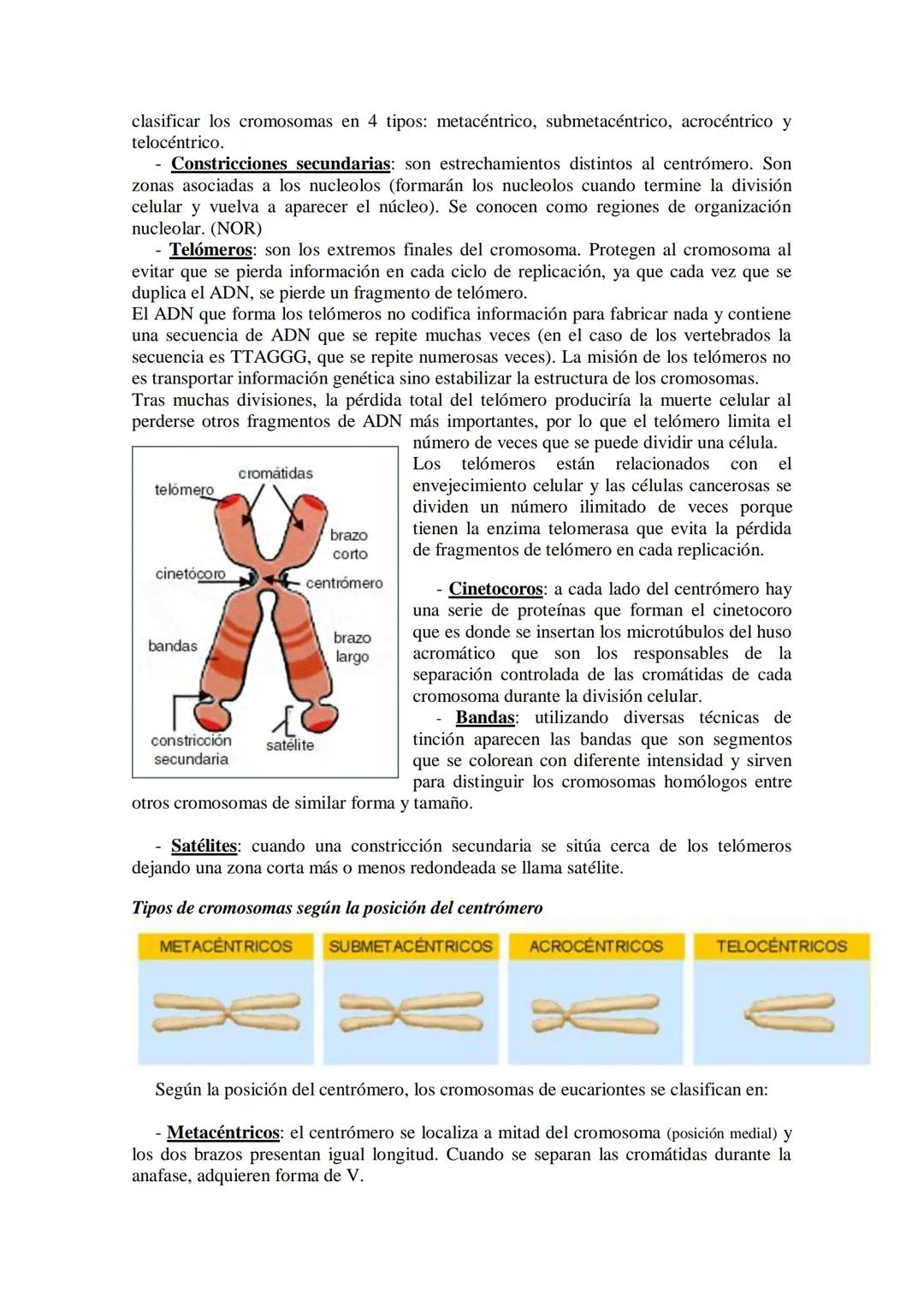 ●
●
TEMA11: LA CÉLULA
Modelos de organización celular: células procariotas y eucariotas.
Componentes de la célula procariótica: envolturas c