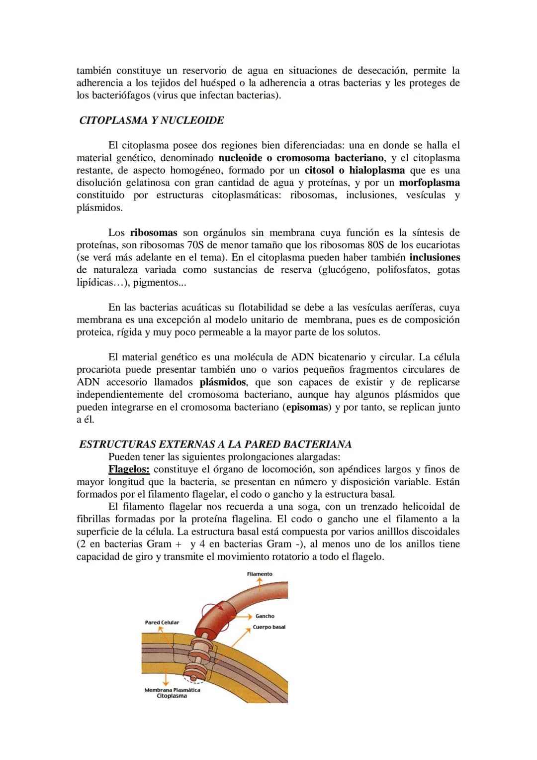 ●
●
TEMA11: LA CÉLULA
Modelos de organización celular: células procariotas y eucariotas.
Componentes de la célula procariótica: envolturas c