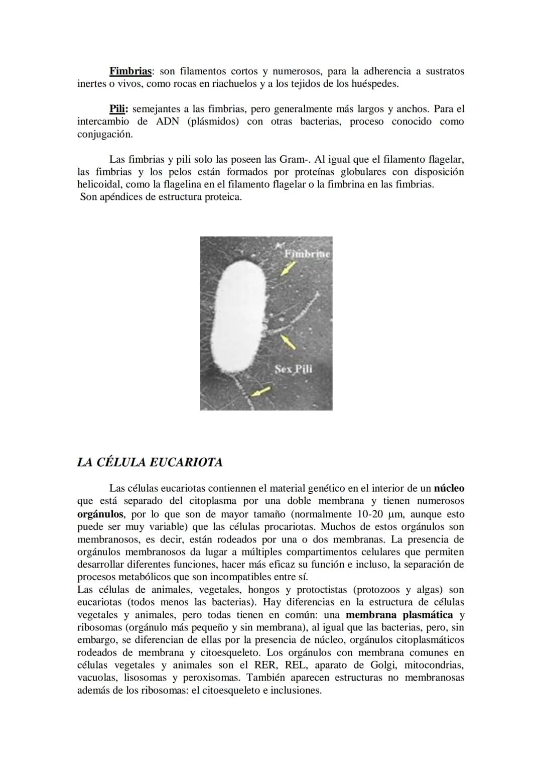 ●
●
TEMA11: LA CÉLULA
Modelos de organización celular: células procariotas y eucariotas.
Componentes de la célula procariótica: envolturas c