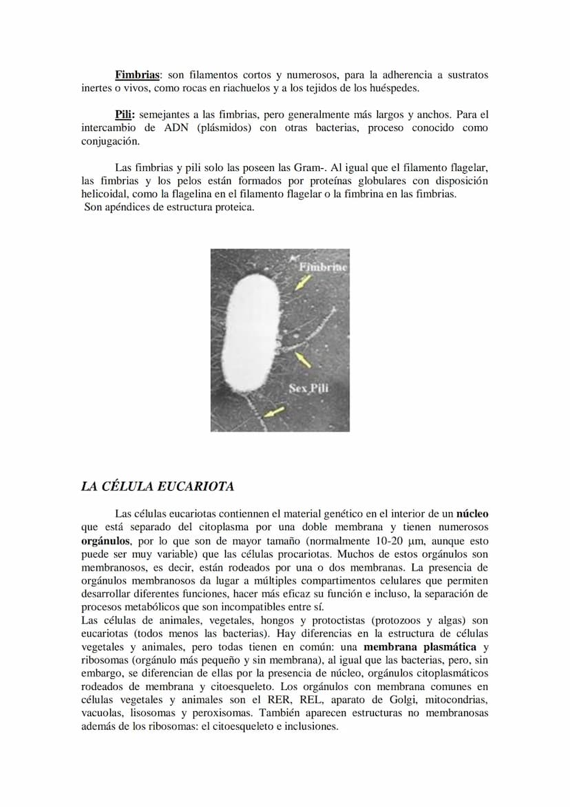 ●
●
TEMA11: LA CÉLULA
Modelos de organización celular: células procariotas y eucariotas.
Componentes de la célula procariótica: envolturas c