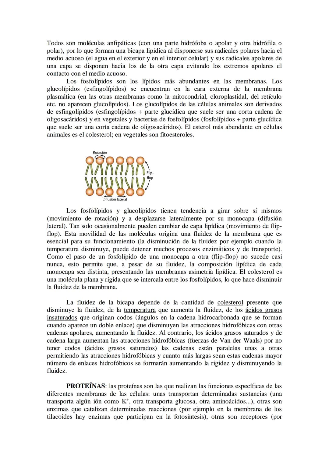 ●
●
TEMA11: LA CÉLULA
Modelos de organización celular: células procariotas y eucariotas.
Componentes de la célula procariótica: envolturas c