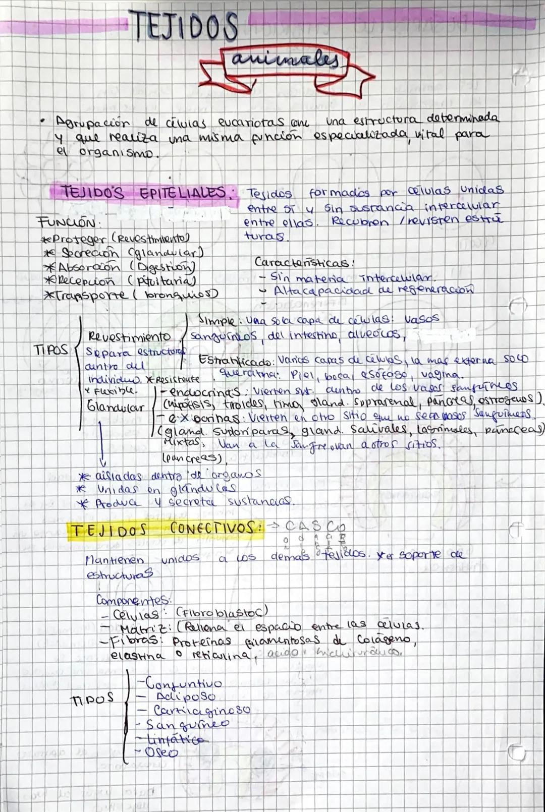 .
TEJIDOS
Agrupación de células eucariotas come
una estructura determinada
y que realiza una misma función especializada vital para
el organ