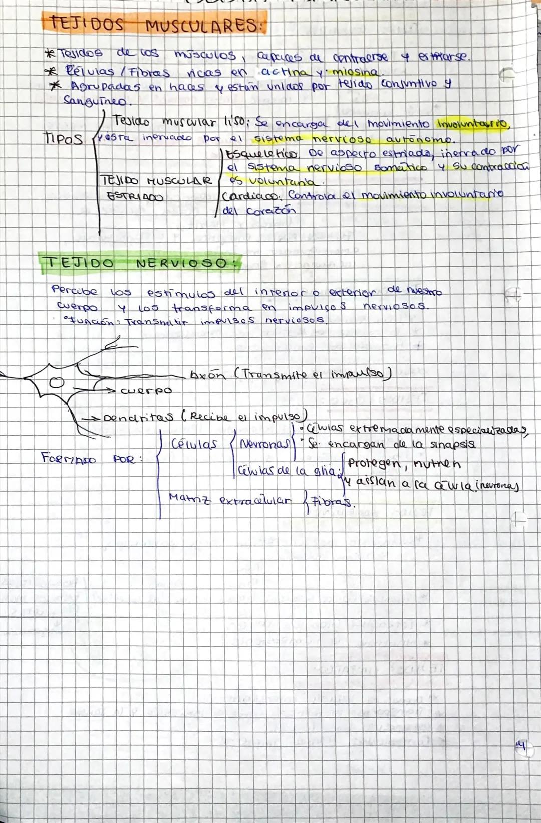 .
TEJIDOS
Agrupación de células eucariotas come
una estructura determinada
y que realiza una misma función especializada vital para
el organ