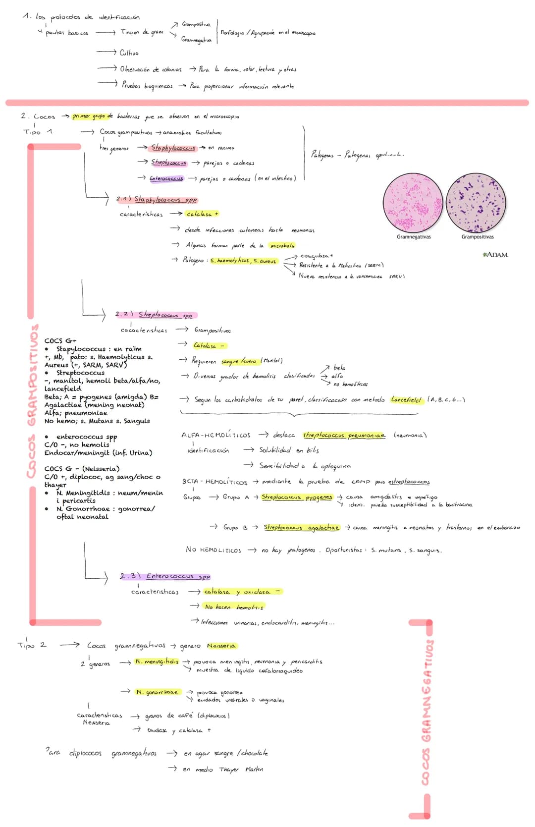 <h2 id="pruebasbioqumicasdeidentificacinbacteriana">Pruebas Bioquímicas de Identificación Bacteriana</h2>
<p>Los bacilos grampositivos son b