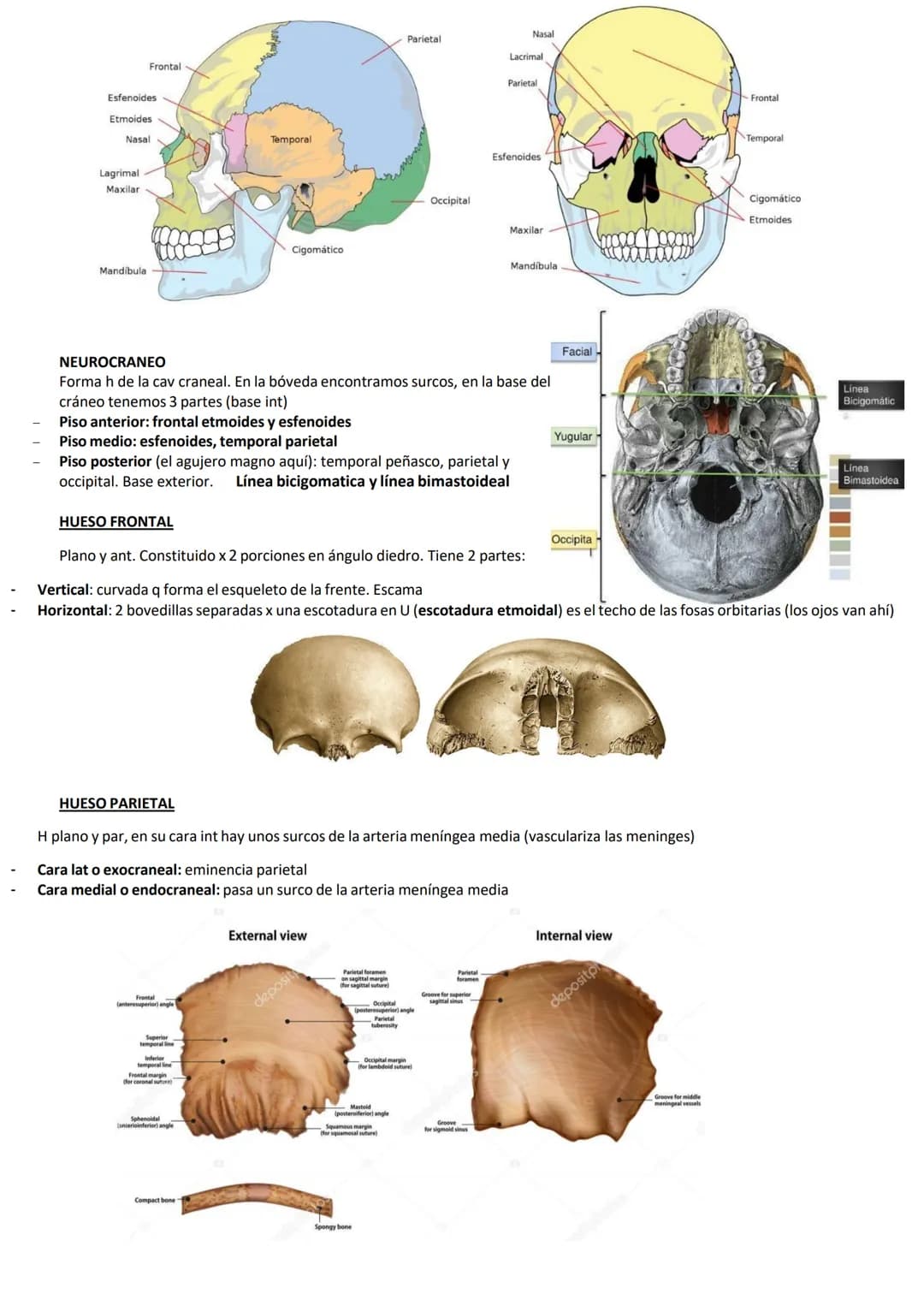 ●
El cráneo es el esq de nuestra cabeza.
Hioides: único h del cuerpo q no se articula directamente con ningún otro h, es
pequeño, gordo, con