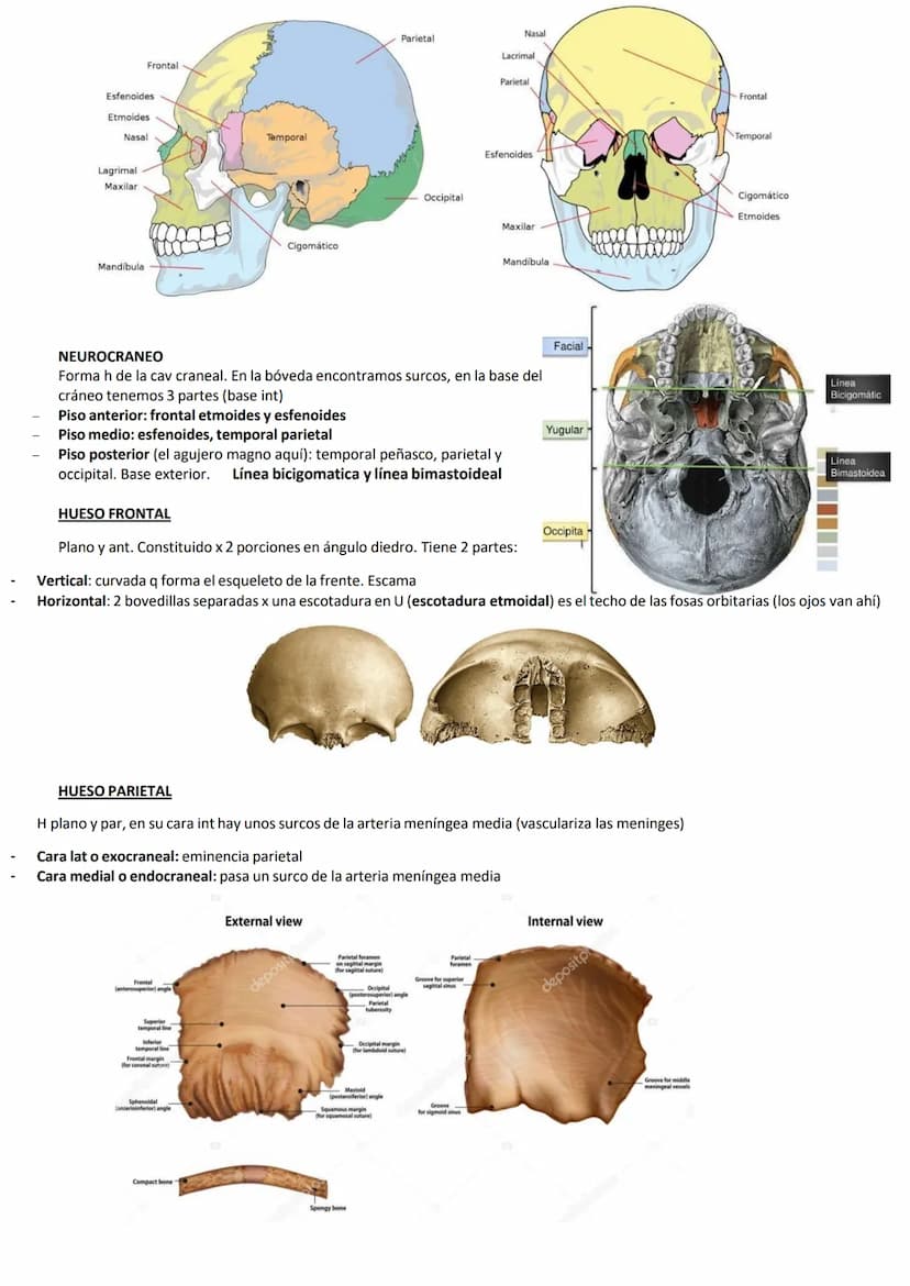 ●
El cráneo es el esq de nuestra cabeza.
Hioides: único h del cuerpo q no se articula directamente con ningún otro h, es
pequeño, gordo, con