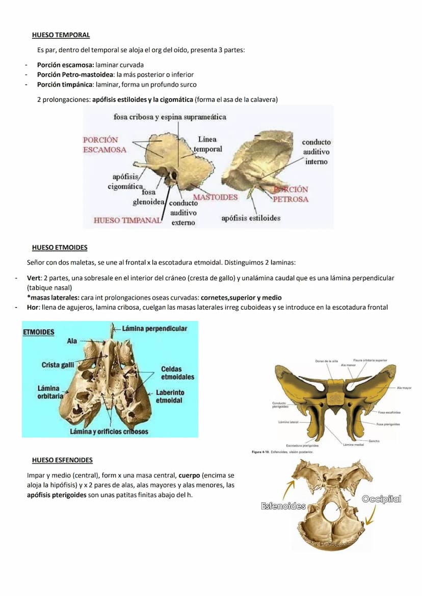 ●
El cráneo es el esq de nuestra cabeza.
Hioides: único h del cuerpo q no se articula directamente con ningún otro h, es
pequeño, gordo, con