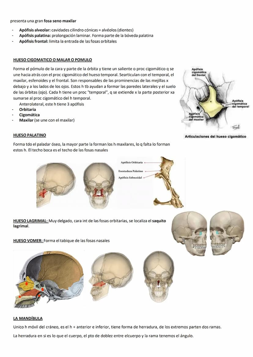 ●
El cráneo es el esq de nuestra cabeza.
Hioides: único h del cuerpo q no se articula directamente con ningún otro h, es
pequeño, gordo, con