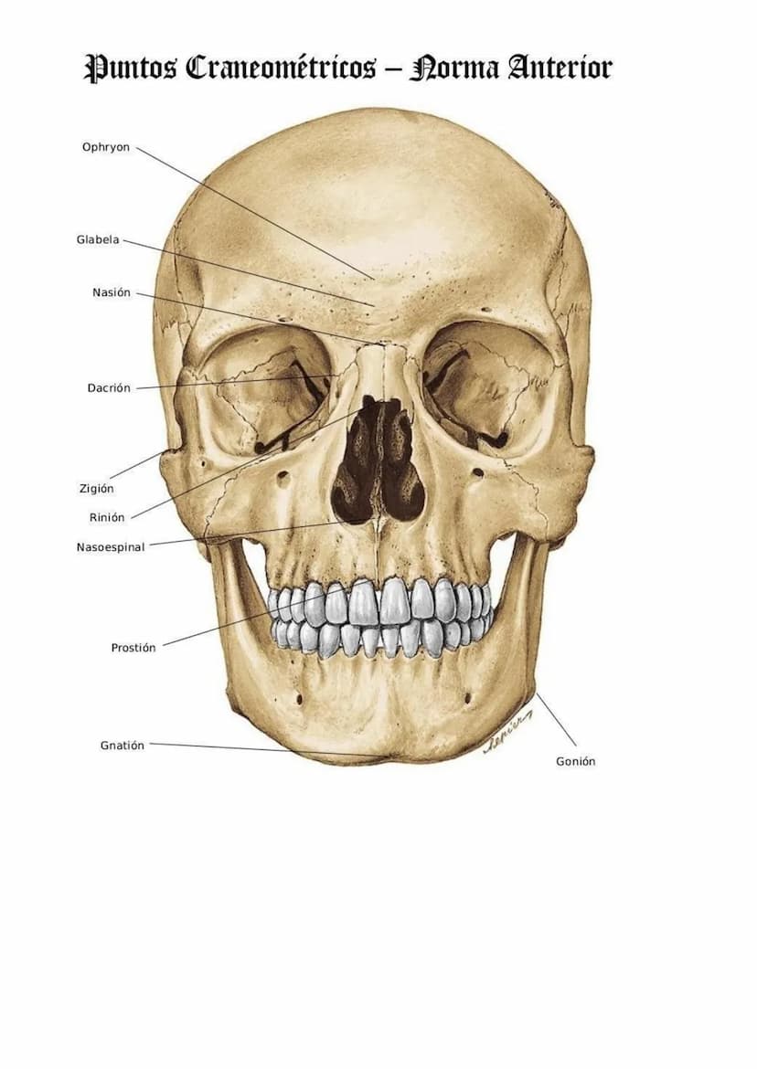 ●
El cráneo es el esq de nuestra cabeza.
Hioides: único h del cuerpo q no se articula directamente con ningún otro h, es
pequeño, gordo, con