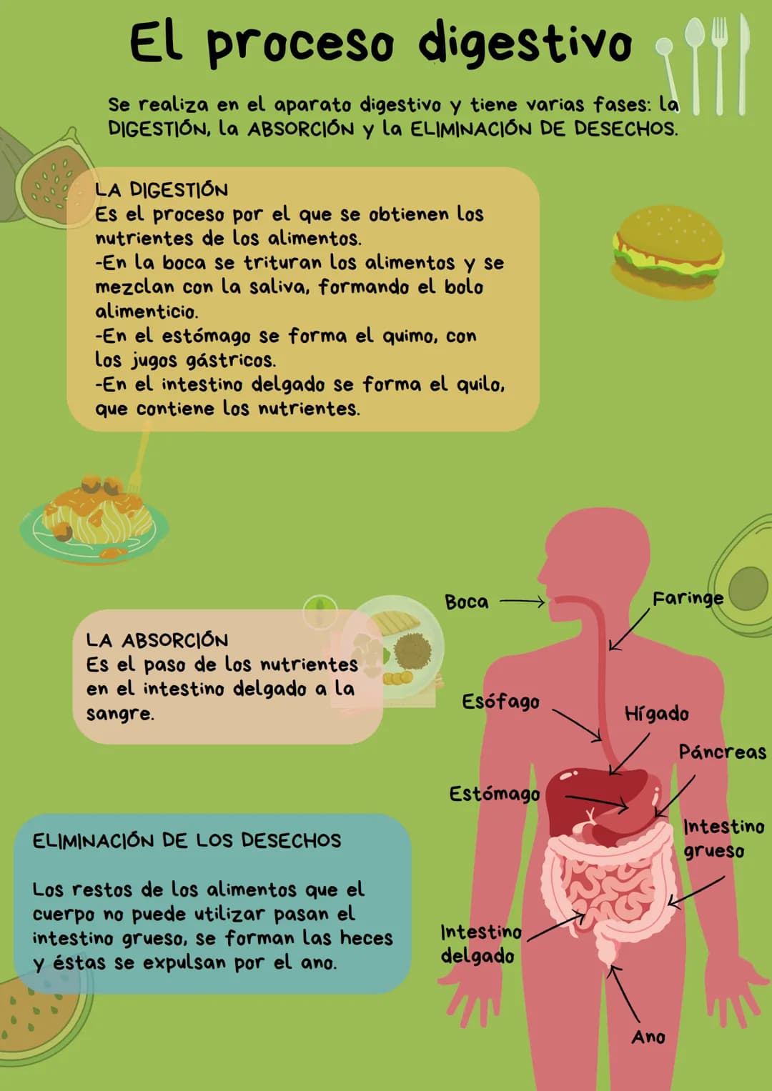 El proceso digestivo 399)
Se realiza en el aparato digestivo y tiene varias fases: la
DIGESTIÓN, La ABSORCIÓN y la ELIMINACIÓN DE DESECHOS.
