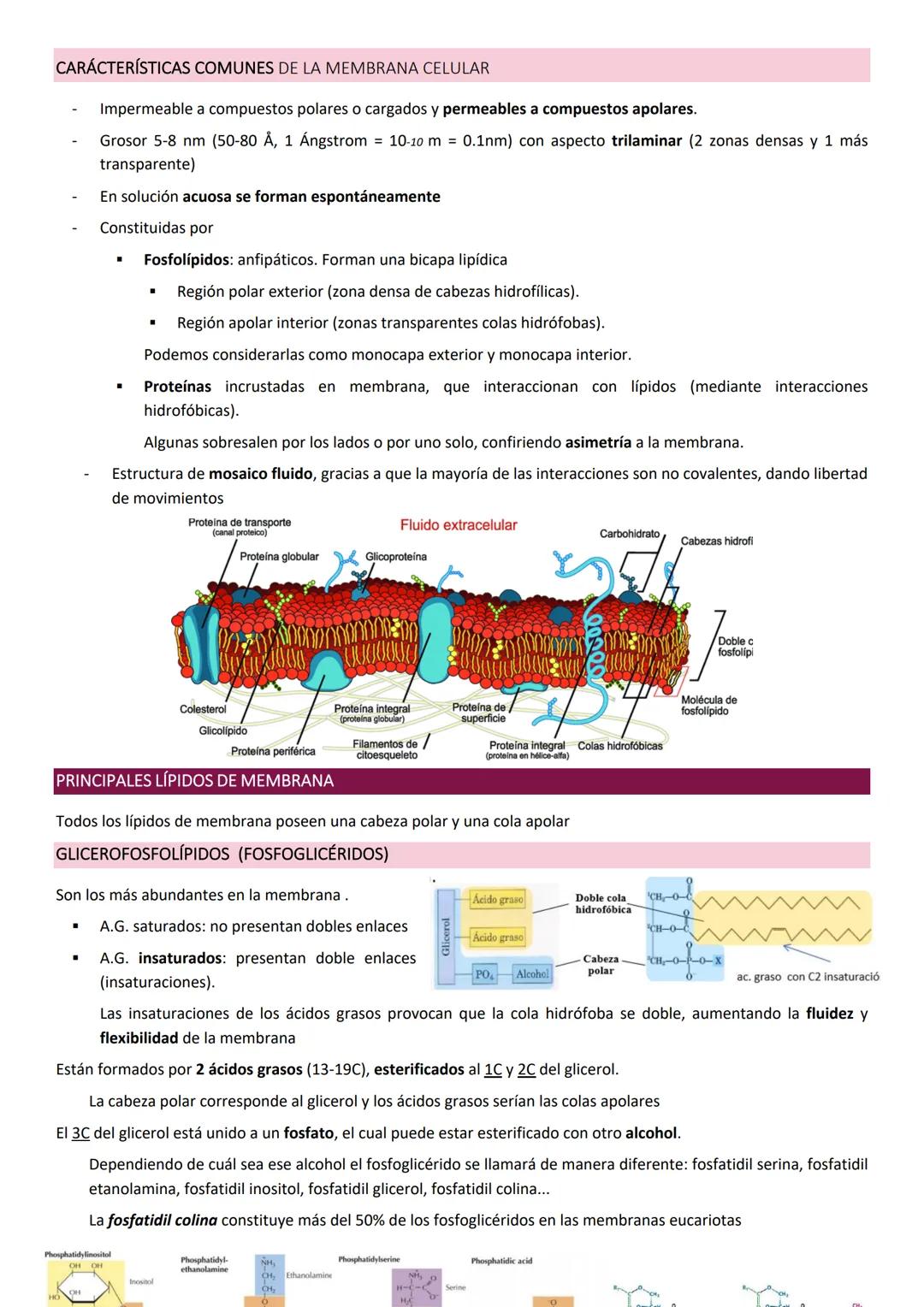 Membranas biologicas.
La membrana biológica es una barrera física que separa el medio intracelular del medio extracelular: es el elemento
qu