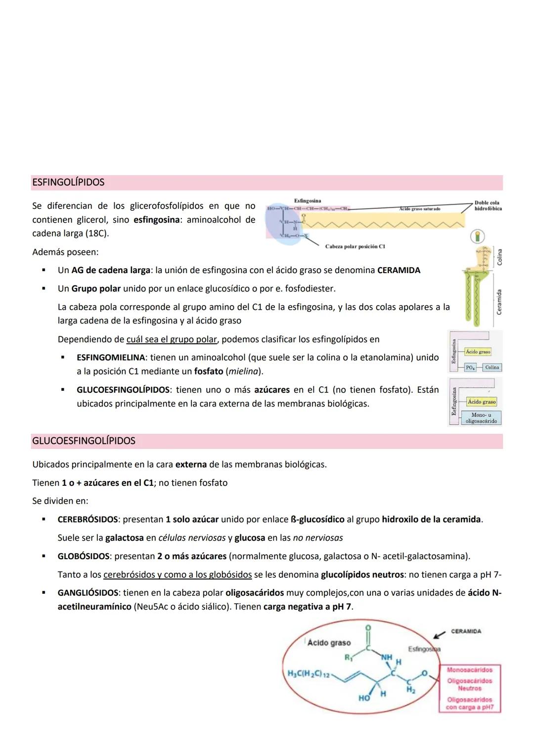 Membranas biologicas.
La membrana biológica es una barrera física que separa el medio intracelular del medio extracelular: es el elemento
qu