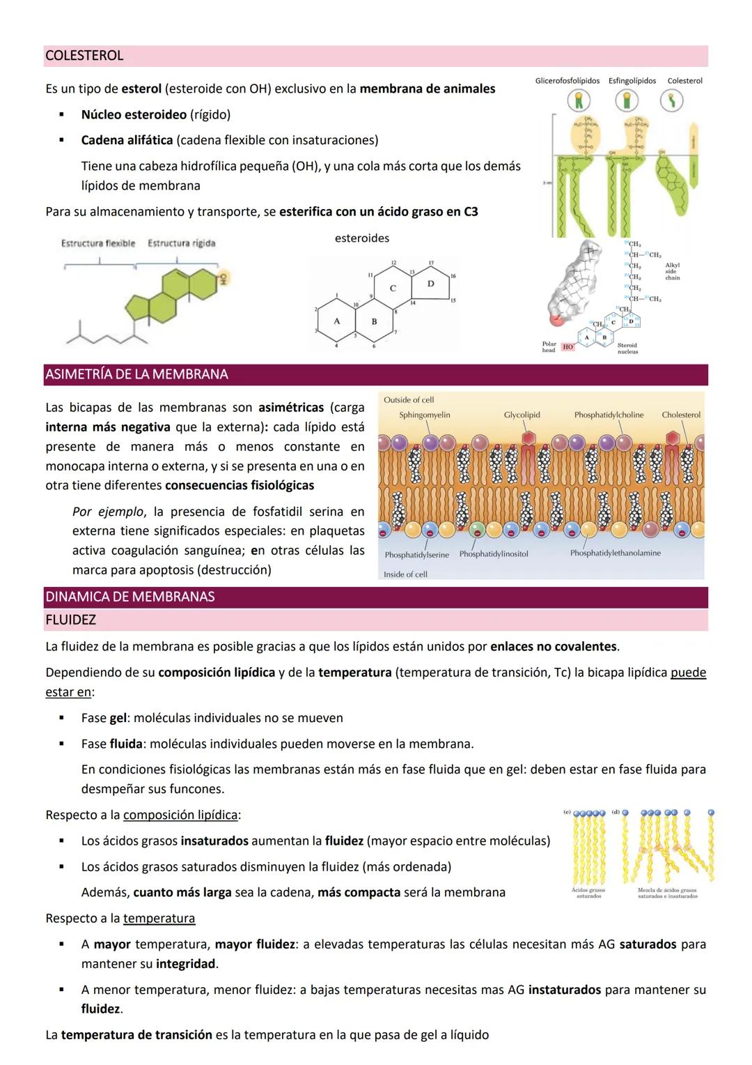 Membranas biologicas.
La membrana biológica es una barrera física que separa el medio intracelular del medio extracelular: es el elemento
qu