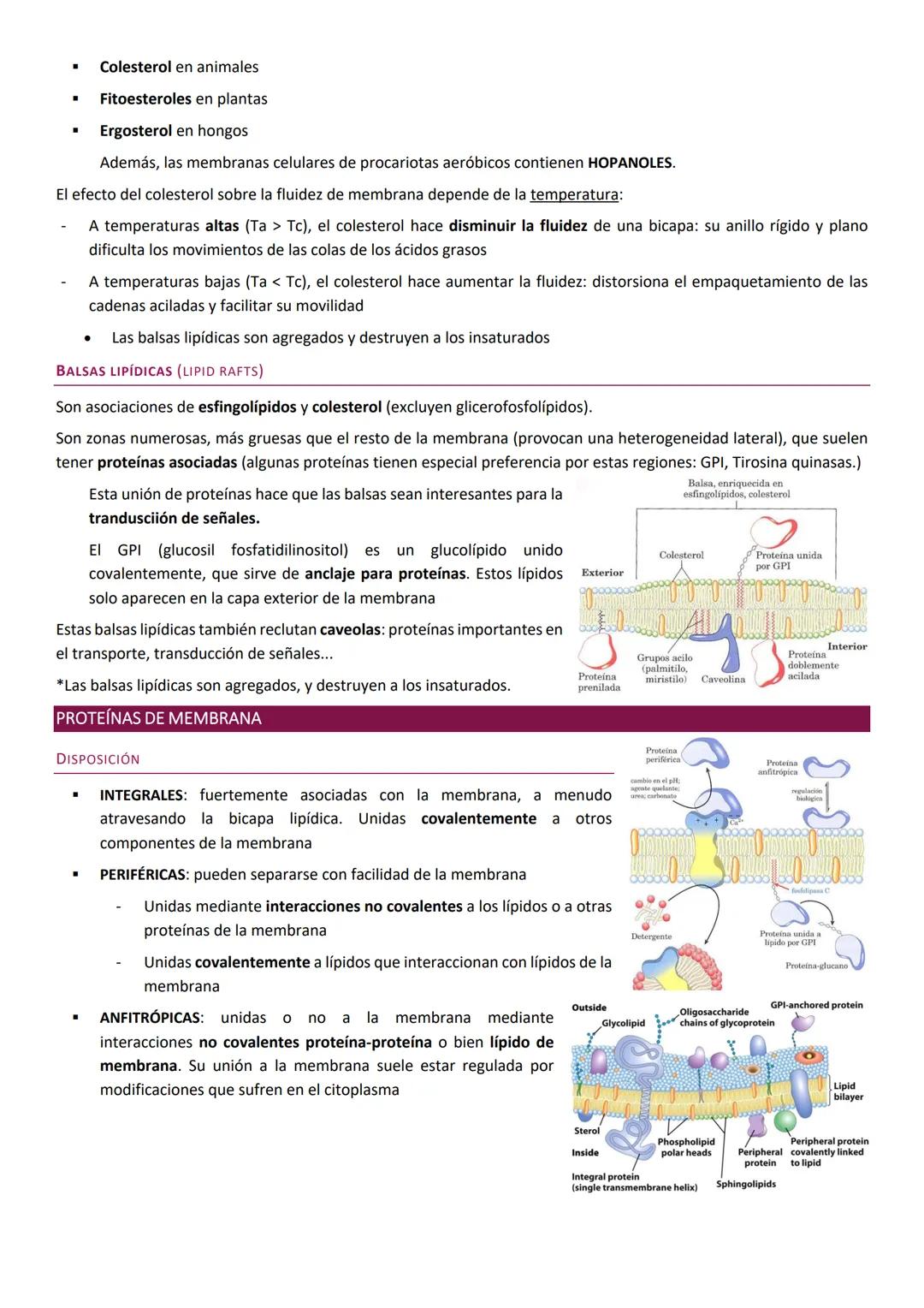 Membranas biologicas.
La membrana biológica es una barrera física que separa el medio intracelular del medio extracelular: es el elemento
qu