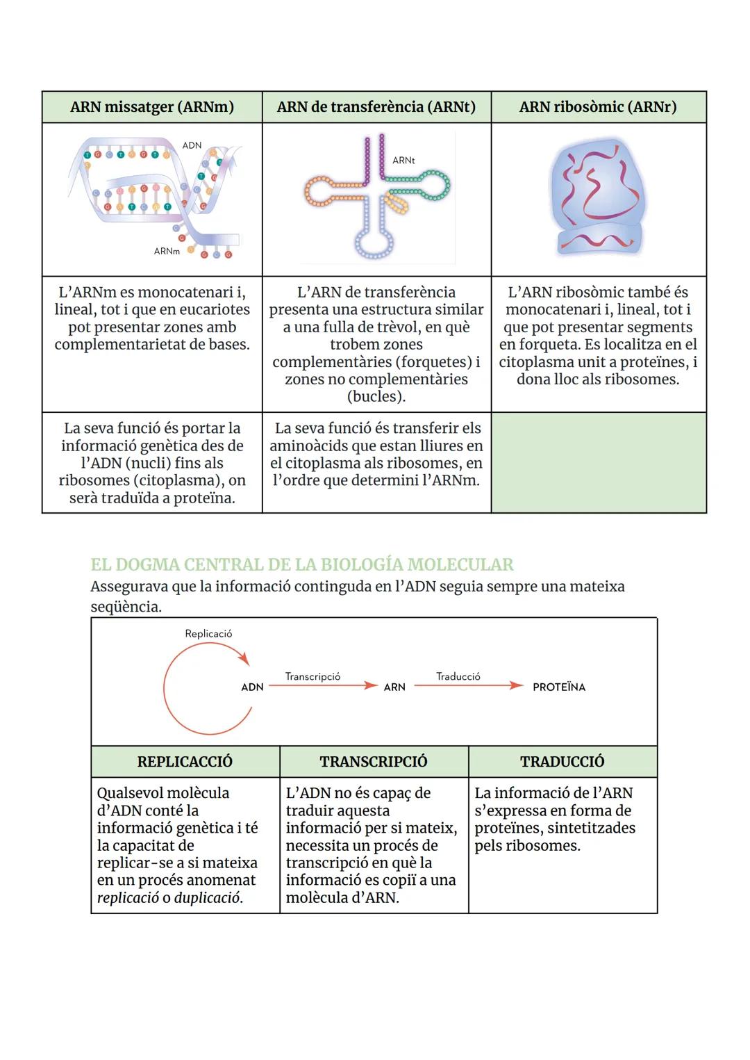 GENÈTICA MOLECULAR
ÀCIDS NUCLEICS
1.1 COMPOSICIÓ I ESTRUCTURES DELS ÀCIDS NUCLEICS
Els àcids nucleic són biomolècules orgàniques formades pe