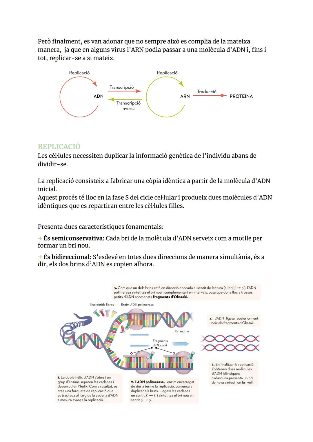 GENÈTICA MOLECULAR
ÀCIDS NUCLEICS
1.1 COMPOSICIÓ I ESTRUCTURES DELS ÀCIDS NUCLEICS
Els àcids nucleic són biomolècules orgàniques formades pe