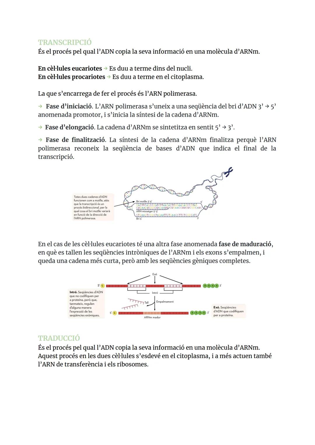 GENÈTICA MOLECULAR
ÀCIDS NUCLEICS
1.1 COMPOSICIÓ I ESTRUCTURES DELS ÀCIDS NUCLEICS
Els àcids nucleic són biomolècules orgàniques formades pe