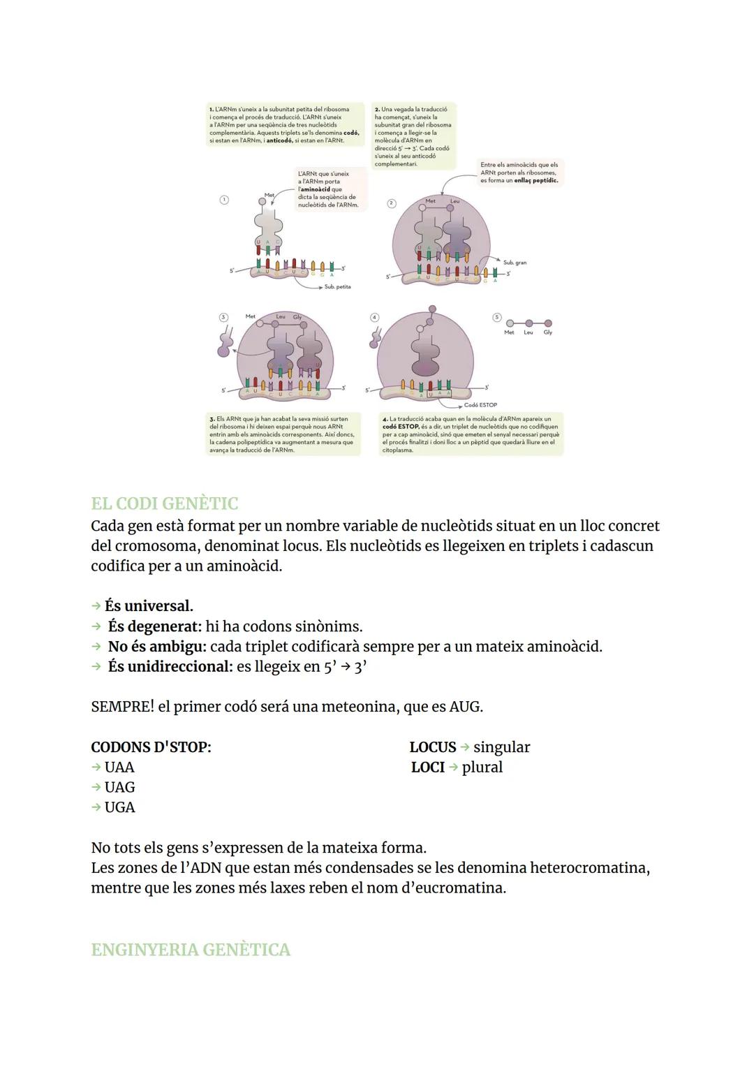 GENÈTICA MOLECULAR
ÀCIDS NUCLEICS
1.1 COMPOSICIÓ I ESTRUCTURES DELS ÀCIDS NUCLEICS
Els àcids nucleic són biomolècules orgàniques formades pe