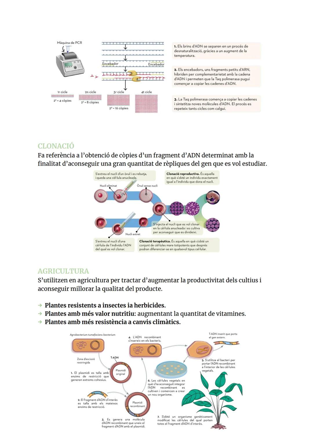 GENÈTICA MOLECULAR
ÀCIDS NUCLEICS
1.1 COMPOSICIÓ I ESTRUCTURES DELS ÀCIDS NUCLEICS
Els àcids nucleic són biomolècules orgàniques formades pe