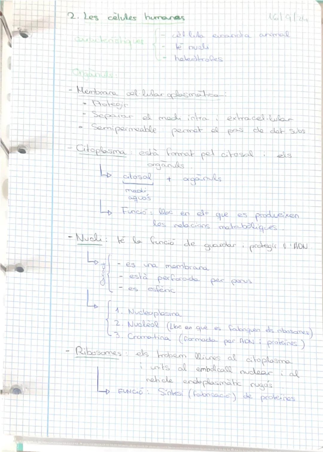 12/9/24
INDEX
1- Els nivells d'organització
- Les cèl·lules humanes.
3-La diferenciació cel·lular
Els teixits humans.
5- Organs, aparells i 