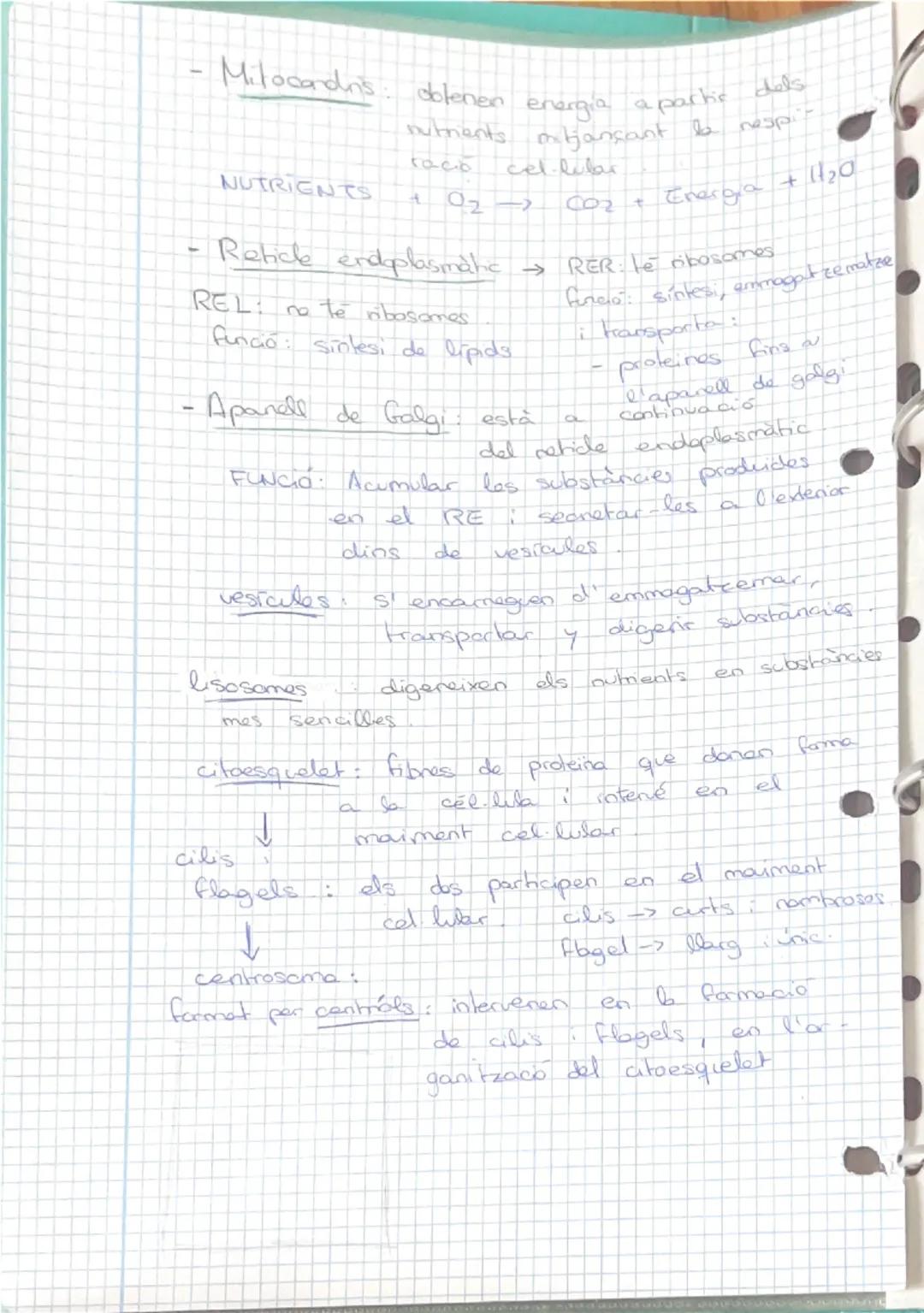 12/9/24
INDEX
1- Els nivells d'organització
- Les cèl·lules humanes.
3-La diferenciació cel·lular
Els teixits humans.
5- Organs, aparells i 