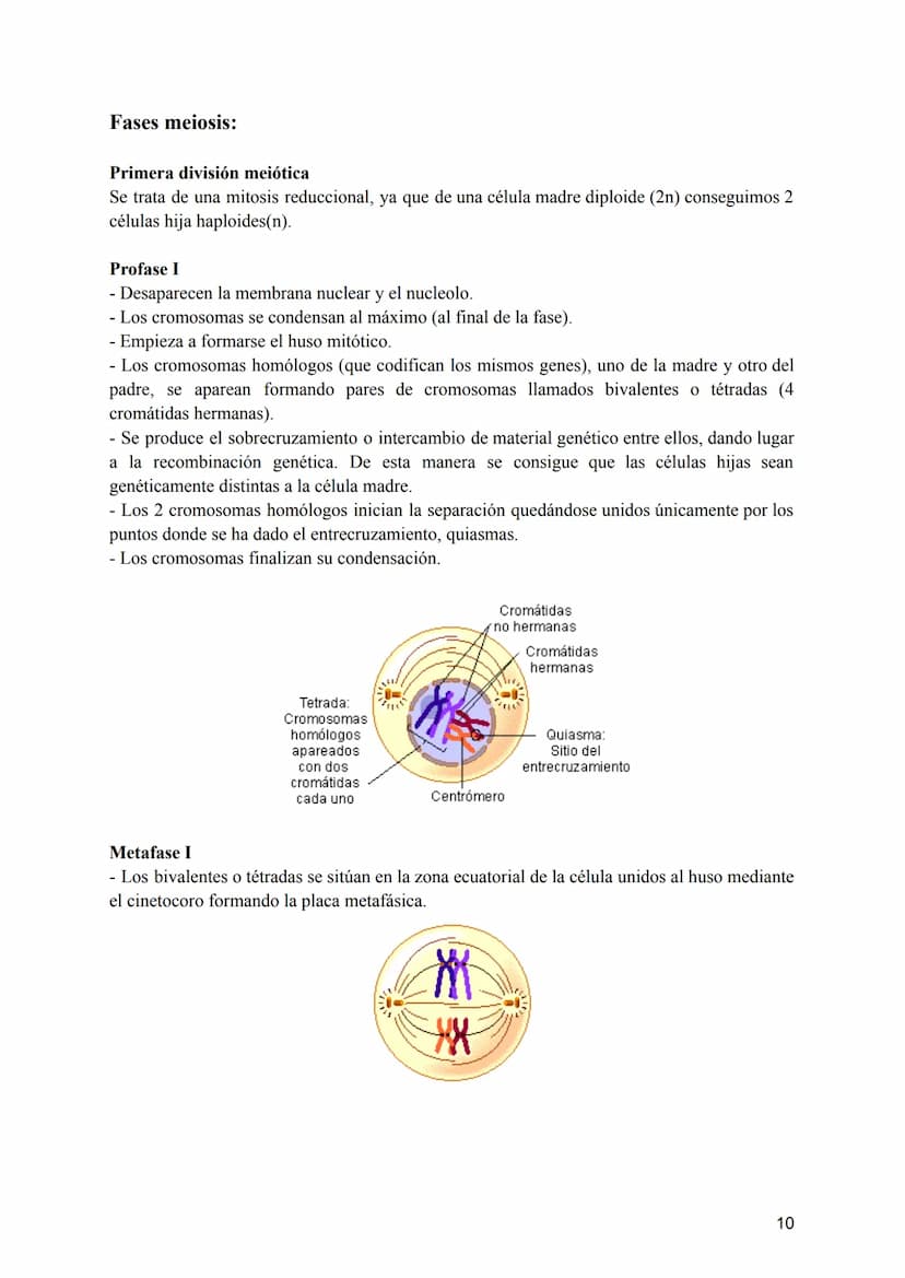 Tema 2: La División Celular
2.- Tipos de células y tipos de reproducción
¿Sabríais decir qué dos tipos de células podemos diferenciar según 