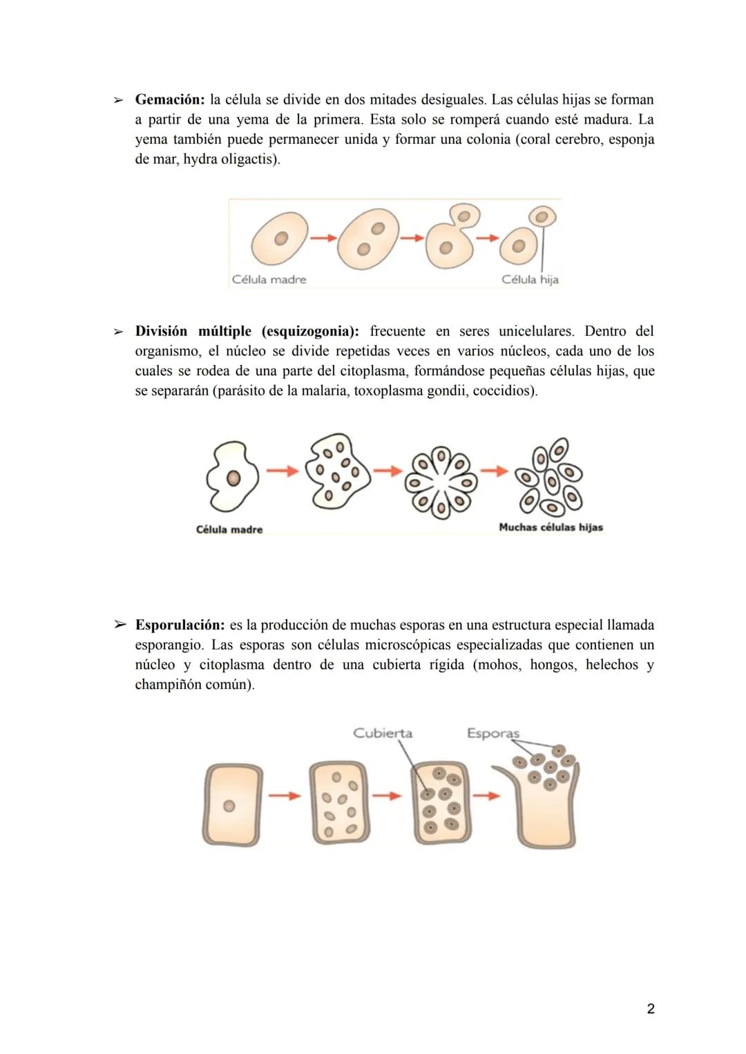 Tema 2: La División Celular
2.- Tipos de células y tipos de reproducción
¿Sabríais decir qué dos tipos de células podemos diferenciar según 