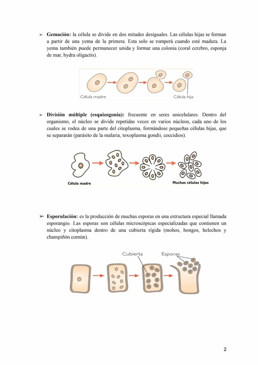 Tema 2: La División Celular
2.- Tipos de células y tipos de reproducción
¿Sabríais decir qué dos tipos de células podemos diferenciar según 