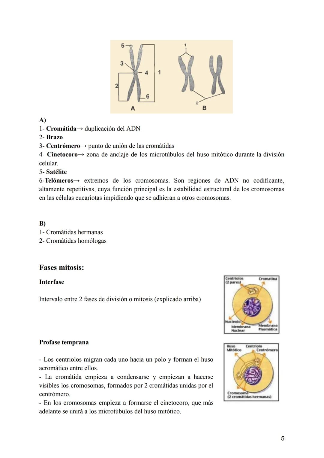 Tema 2: La División Celular
2.- Tipos de células y tipos de reproducción
¿Sabríais decir qué dos tipos de células podemos diferenciar según 
