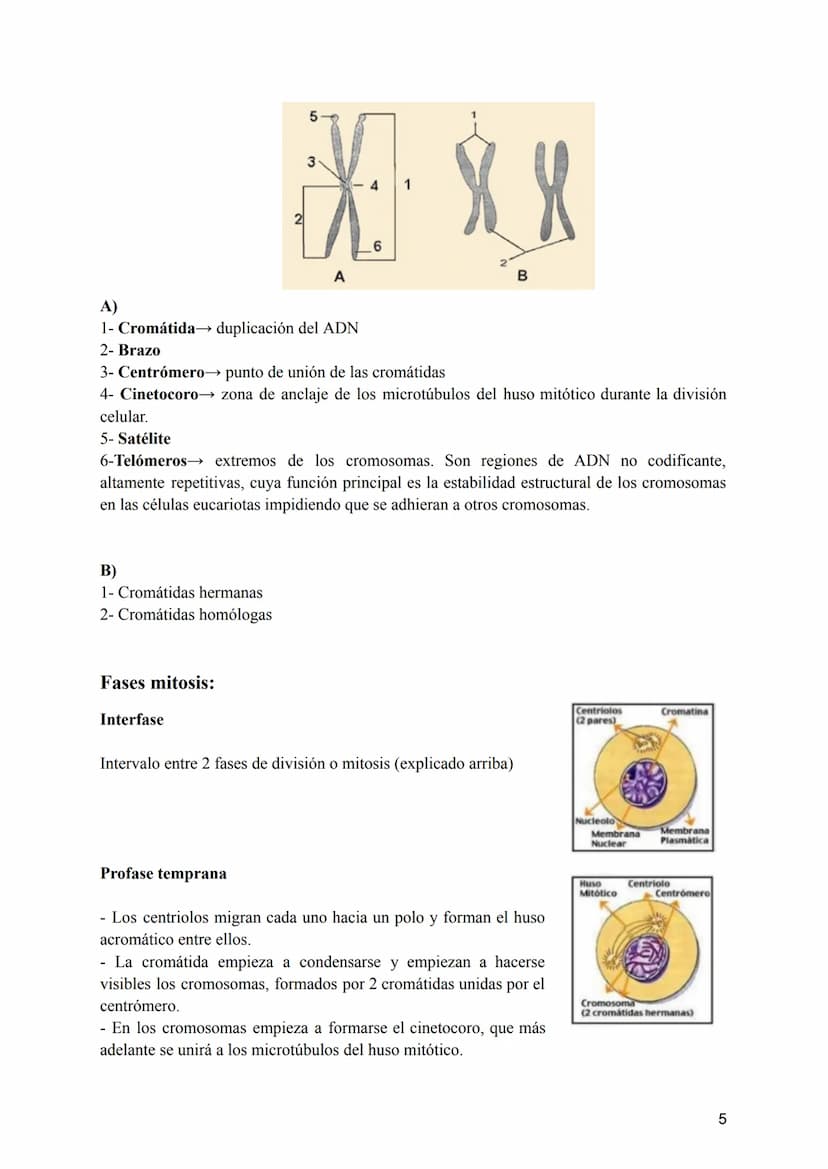 Tema 2: La División Celular
2.- Tipos de células y tipos de reproducción
¿Sabríais decir qué dos tipos de células podemos diferenciar según 