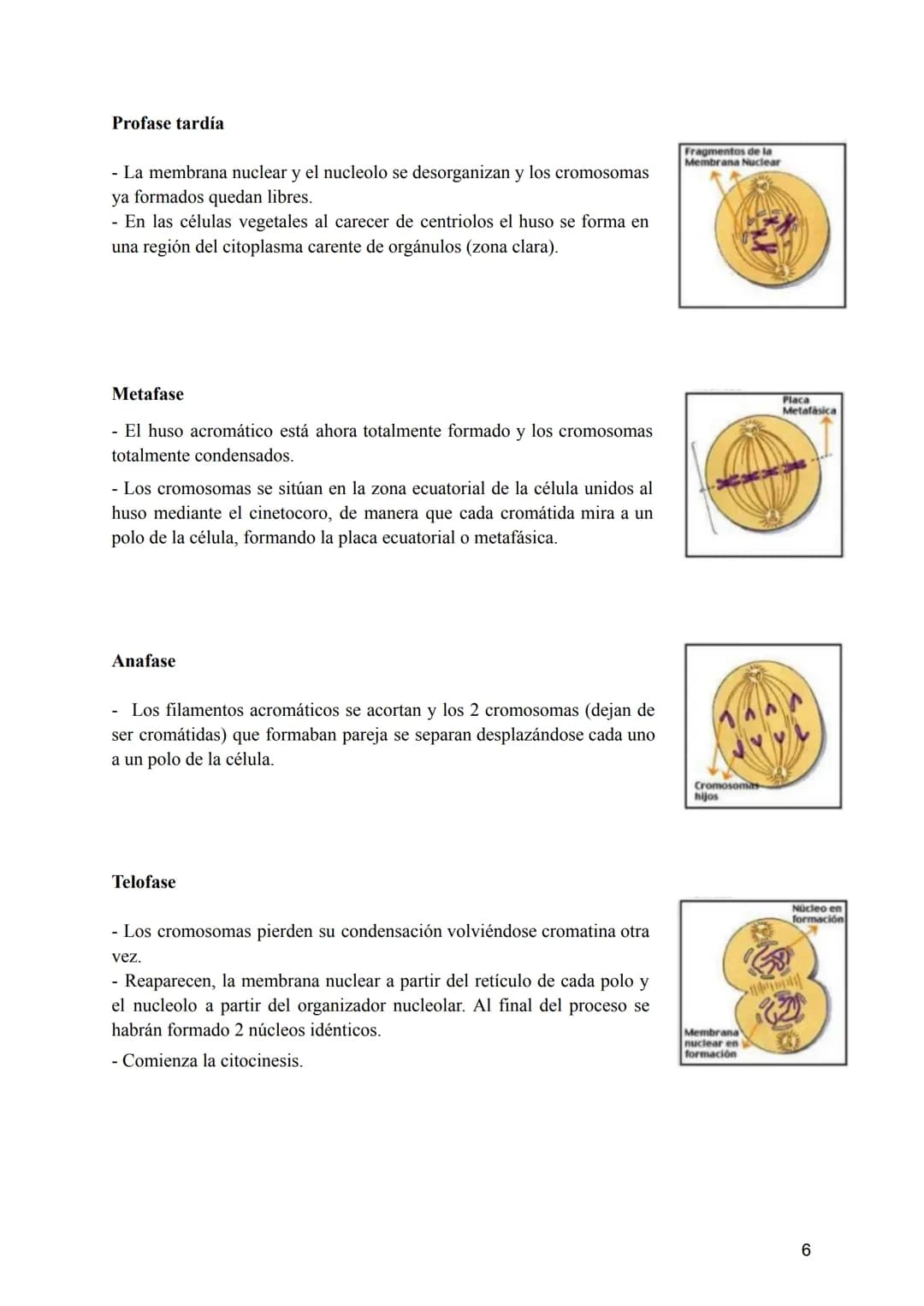Tema 2: La División Celular
2.- Tipos de células y tipos de reproducción
¿Sabríais decir qué dos tipos de células podemos diferenciar según 