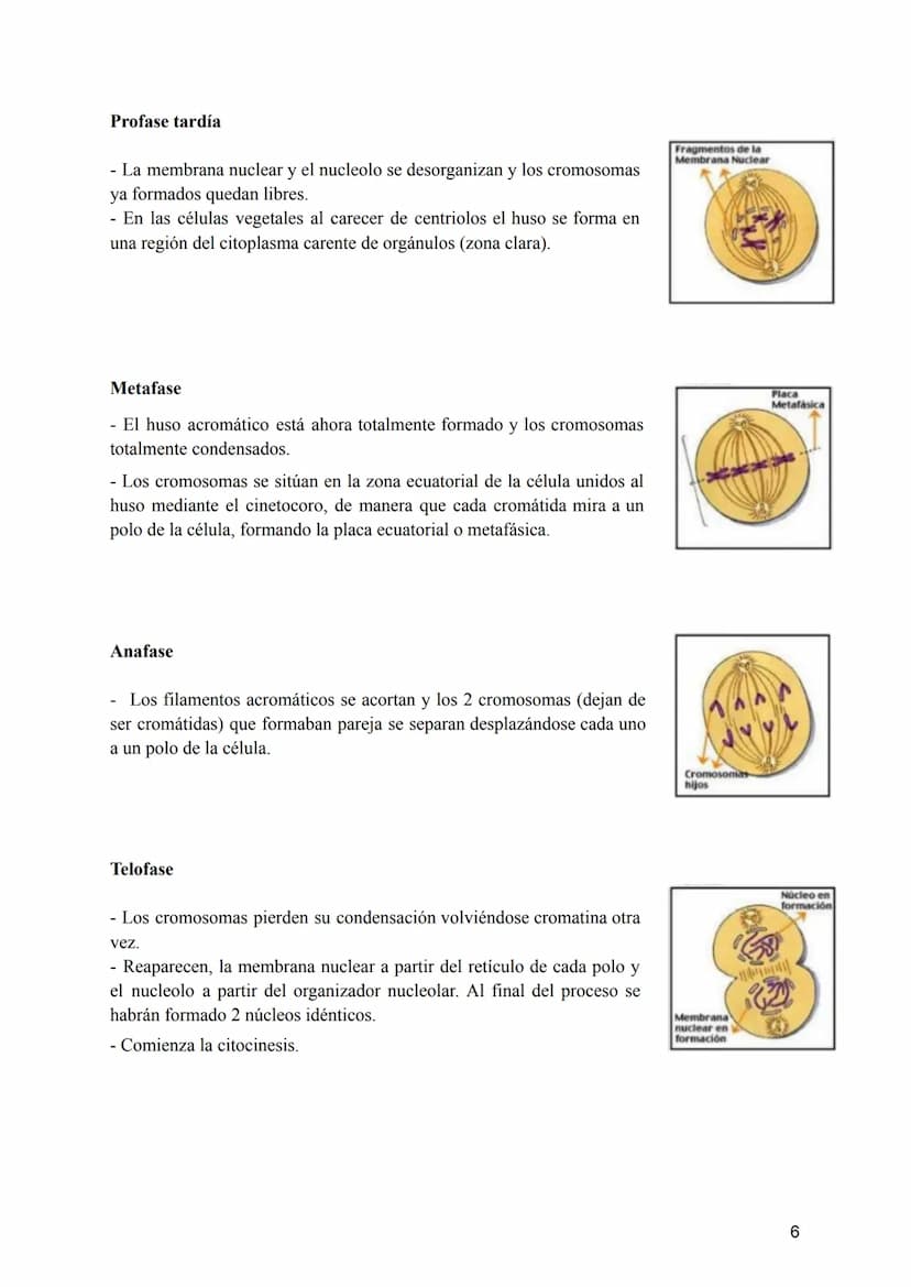 Tema 2: La División Celular
2.- Tipos de células y tipos de reproducción
¿Sabríais decir qué dos tipos de células podemos diferenciar según 