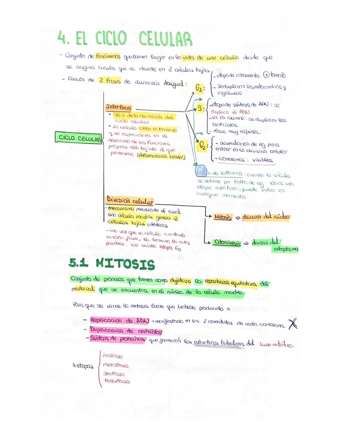 3. EL NÚCLEO EUCARIOTA
Nuclédo acumulación de proteínas unidos al ADW donde tiene lugar
La producción de ARN
ADU: molécula que contiene info