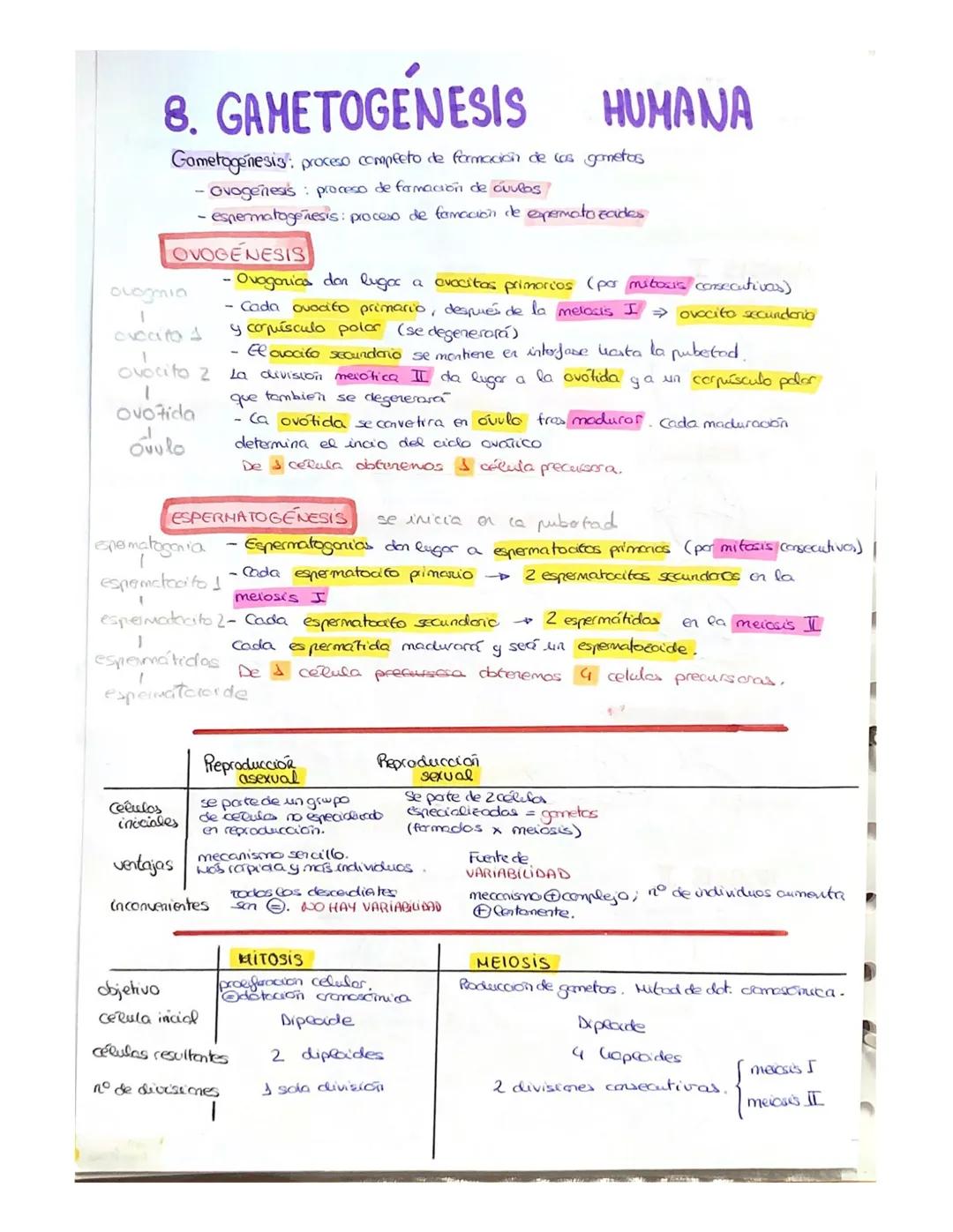 3. EL NÚCLEO EUCARIOTA
Nuclédo acumulación de proteínas unidos al ADW donde tiene lugar
La producción de ARN
ADU: molécula que contiene info